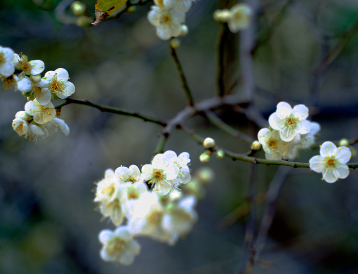 上石梅花初開